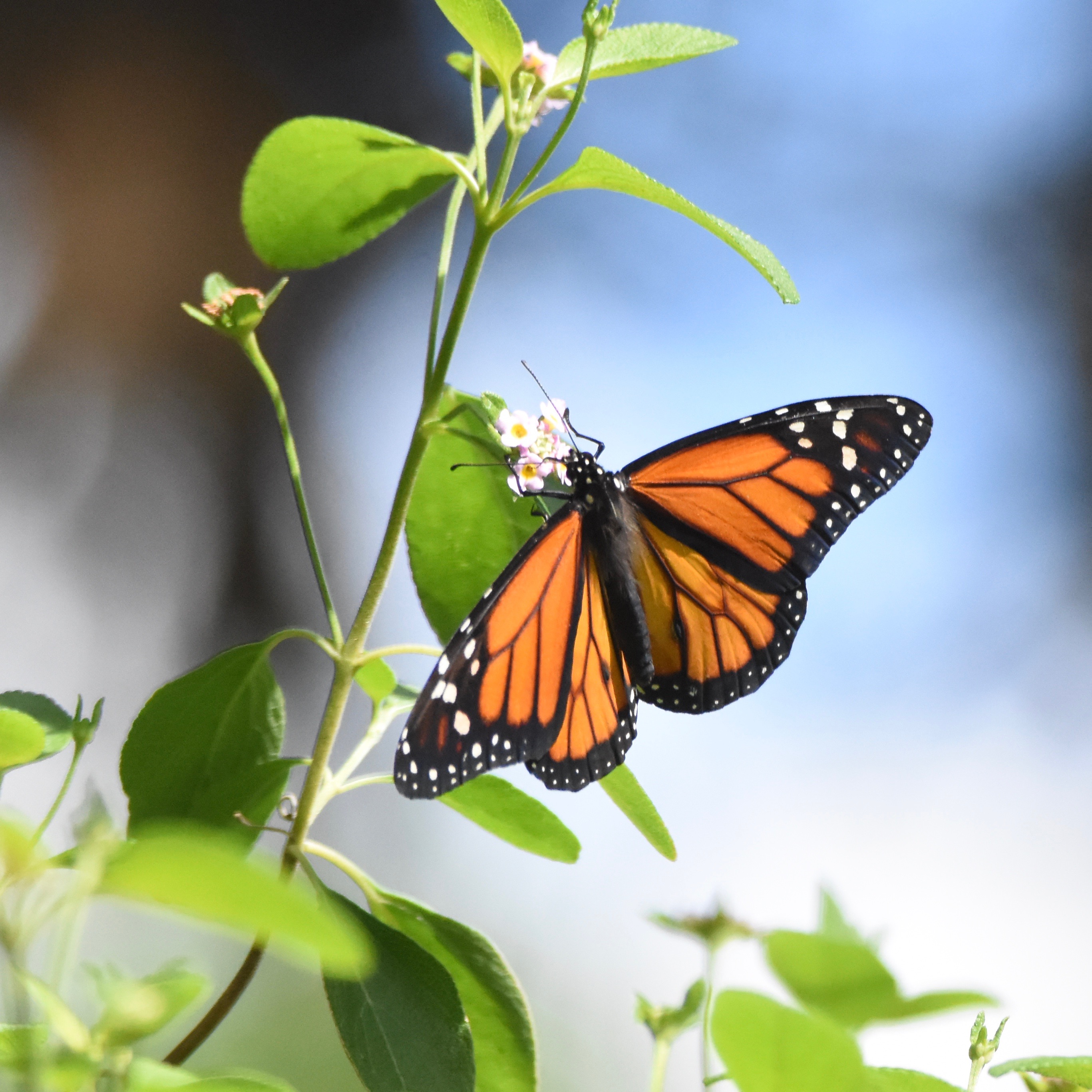 monarch on lantana
